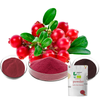 Cranberry-Extrakt Proanthocyanidine Cranberry-Fruchtpulver