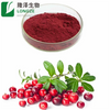 Cranberry-Pulver-Extrakt