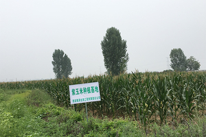2015-reagierte-das-Unternehmen-aktiv-auf-die-nationale-gezielte-Armutsbekämpfungspolitik-und-kooperierte-mit-lokalen-Bauern-in-Jilin-um-Blueberry-and-Purple zu gründen -Mais-Produktionsgrundlagen.2