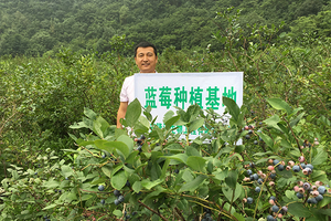 2015-reagierte-das-Unternehmen-aktiv-auf-die-nationale-gezielte-Armutsbekämpfungspolitik-und-kooperierte-mit-lokalen-Bauern-in-Jilin-um-Blueberry-and-Purple zu gründen -Mais-Produktionsgrundlagen.