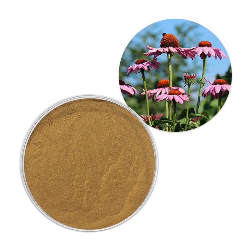 Echinacea-Polyphenole 4 % Echinacea-Extrakt